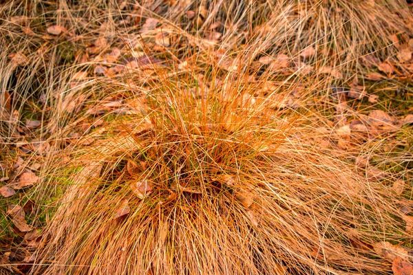 Prairie Automne Avec Herbe Sèche Jaunie Vagues Bosses Herbe Jaune — Photo