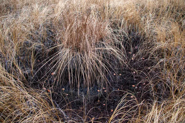 Pradera Otoño Con Hierba Seca Amarillenta Olas Bultos Hierba Seca — Foto de Stock