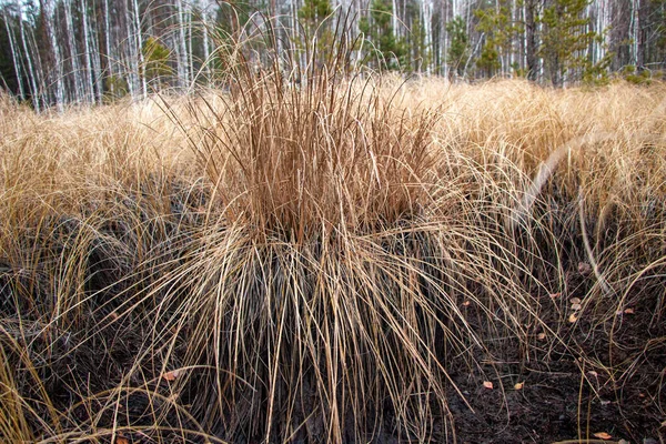 Pradera Otoño Con Hierba Seca Amarillenta Olas Bultos Hierba Seca — Foto de Stock