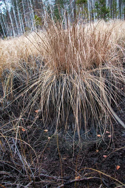 Pradera Otoño Con Hierba Seca Amarillenta Olas Bultos Hierba Seca — Foto de Stock