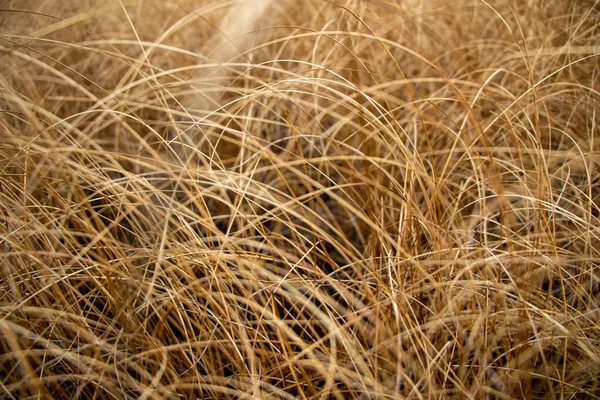 Pradera Otoño Con Hierba Seca Amarillenta Olas Bultos Hierba Seca — Foto de Stock