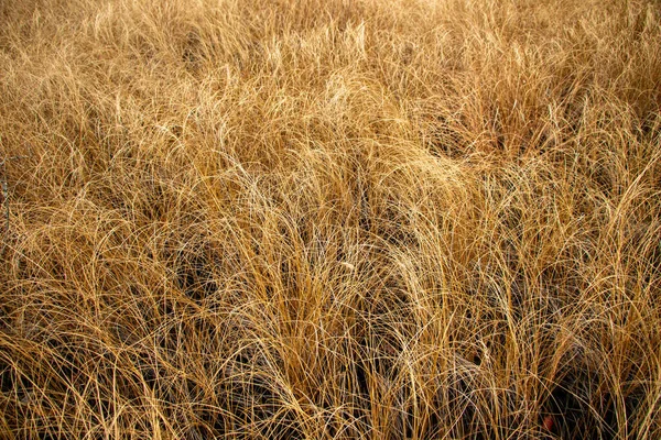 Pradera Otoño Con Hierba Seca Amarillenta Olas Bultos Hierba Seca — Foto de Stock