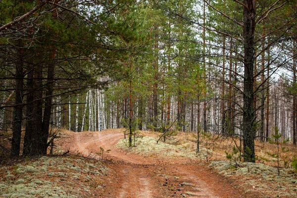 Bos Weg Pad Bedekt Met Gevallen Gele Bladeren Bruine Naalden — Stockfoto