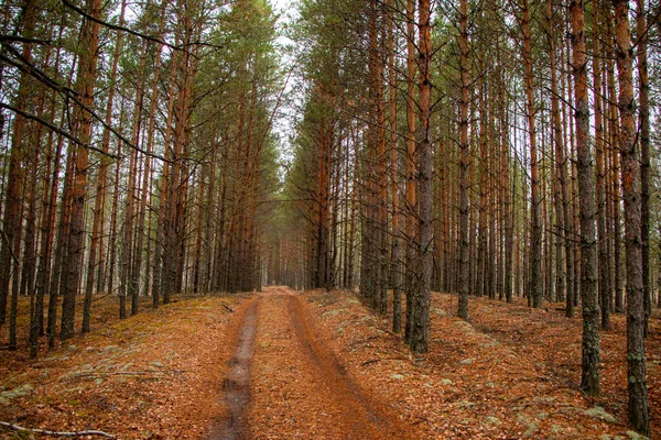 多云天气下的森林小径 被落下来的黄叶和针叶后针叶树上的棕色针叶覆盖 — 图库照片