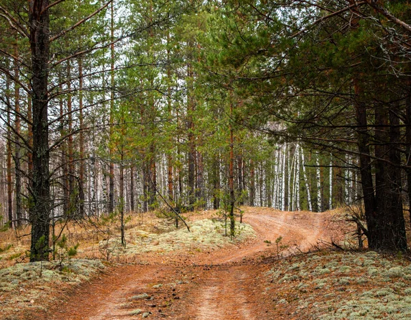 Waldweg Bedeckt Mit Abgefallenen Gelben Blättern Und Braunen Nadeln Von — Stockfoto