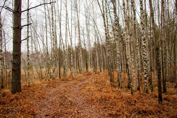 多云天气下的森林小径 被落下来的黄叶和针叶后针叶树上的棕色针叶覆盖 — 图库照片