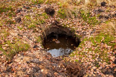Bombalar ve dakikaların patlamasından kaynaklanan eski, derin olmayan çukur. Sonbahar ormanlarında, terk edilmiş eski çokgenin üzerinde su ve yapraklarla dolu.. 