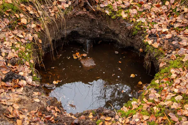 The old non-deep pit from the explosion of bombs or min, filled with water and leaves in the autumn forest, on the old abandoned polygon.