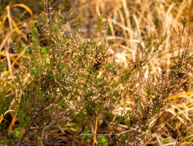 Yosun, kozalaklı iğneler, yapraklı ve kozalaklı ağaçlar, yaprak üstüne düşen yapraklar, her zaman yeşil olan küçük bitkiler, kurumuş eğrelti otları.. 