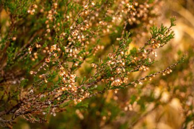 Yosun, kozalaklı iğneler, yapraklı ve kozalaklı ağaçlar, yaprak üstüne düşen yapraklar, her zaman yeşil olan küçük bitkiler, kurumuş eğrelti otları.. 