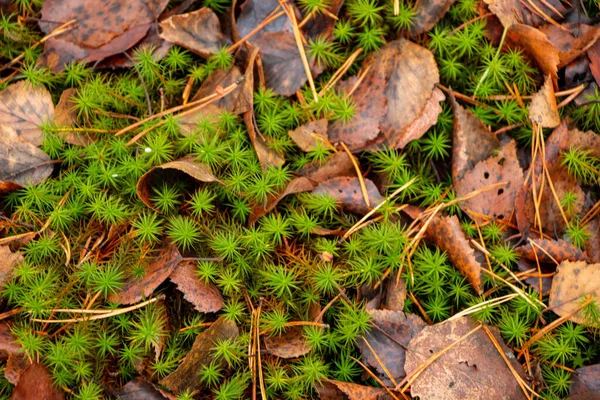 Podzimní Lesní Zázemí Mechu Jehličnaté Jehličí Listnaté Jehličnaté Stromy Spadané — Stock fotografie