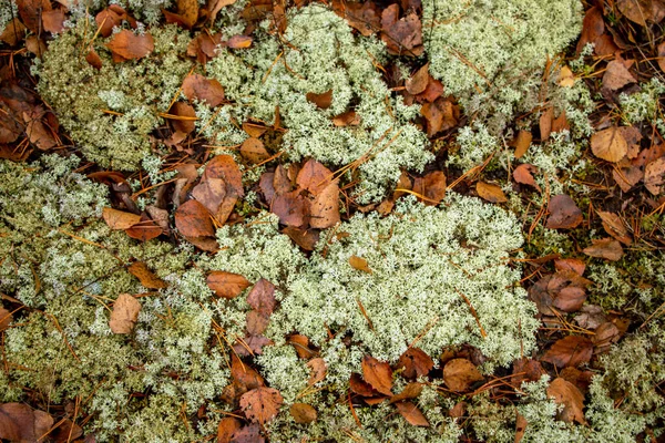 Fundo Floresta Outono Musgo Agulhas Coníferas Árvores Caducas Coníferas Folhagem — Fotografia de Stock