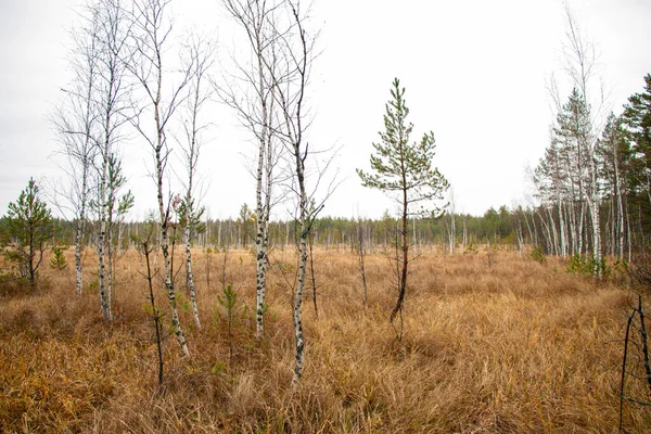 Höstskog Bakgrund Från Mossa Barrträd Lövträd Och Barrträd Fallna Lövverk — Stockfoto