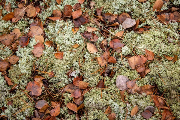 Herbst Waldhintergrund Aus Moos Nadeln Laub Und Nadelbäumen Abgefallenes Laub — Stockfoto