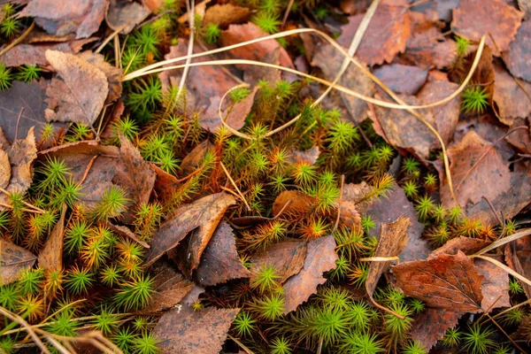 Fundo Floresta Outono Musgo Agulhas Coníferas Árvores Caducas Coníferas Folhagem — Fotografia de Stock