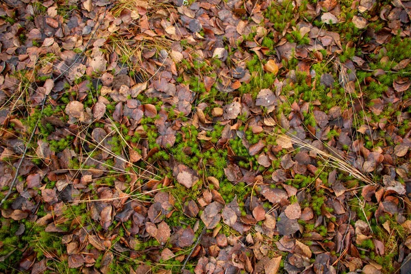 Autumn Forest Background Moss Coniferous Needles Deciduous Coniferous Trees Fallen — Stock Photo, Image