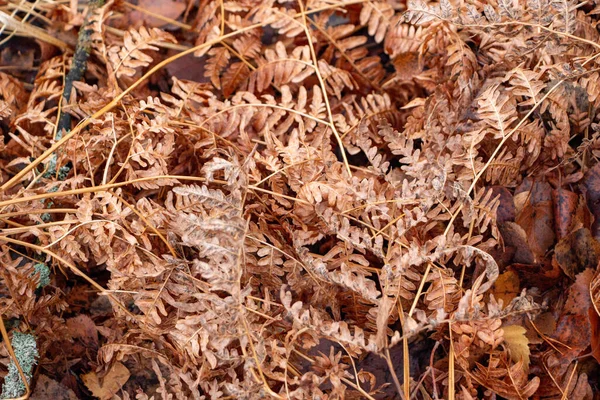Autumn Forest Background Moss Coniferous Needles Deciduous Coniferous Trees Fallen — Stock Photo, Image