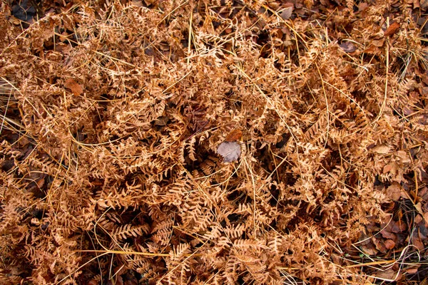 Fondo Del Bosque Otoñal Partir Musgo Agujas Coníferas Árboles Hoja — Foto de Stock