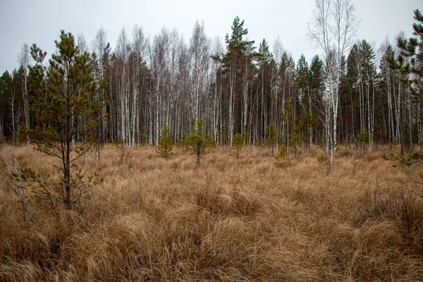Herbst Waldhintergrund Aus Moos Nadeln Laub Und Nadelbäumen Abgefallenes Laub — Stockfoto