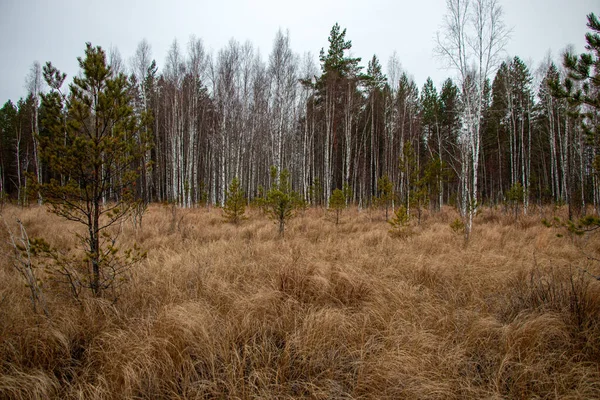 Herfst Bos Achtergrond Van Mos Naaldbomen Loofbomen Naaldbomen Omgevallen Blad — Stockfoto