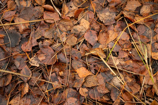 Herbst Waldhintergrund Aus Moos Nadeln Laub Und Nadelbäumen Abgefallenes Laub — Stockfoto