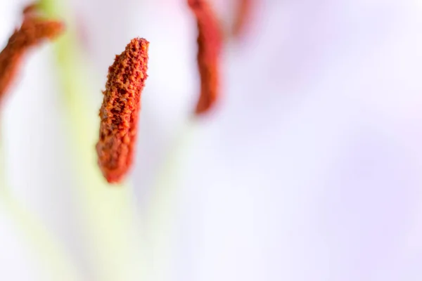 Macro bloesem met waterdruppel. Abstracte natuur wazig achtergrond. Mooie Macro shot met zachte natte bloesem. — Stockfoto