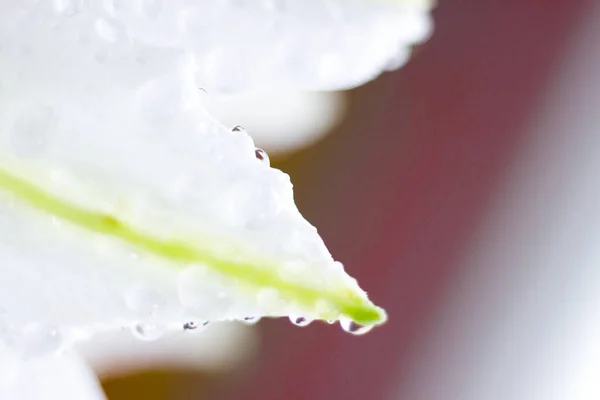 Kwiat makro z kropelką wody. Streszczenie natury zamazane tło. Piękne ujęcie makro z delikatnym mokrym kwiatem. — Zdjęcie stockowe