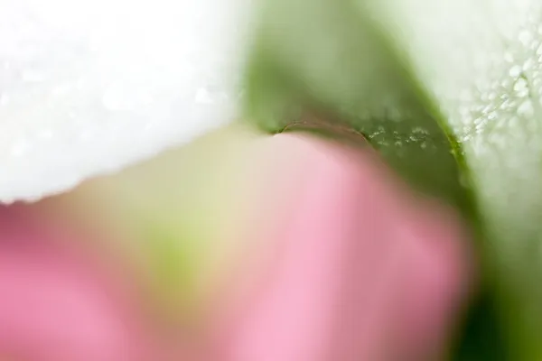 Kwiat makro z kropelką wody. Streszczenie natury zamazane tło. Piękne ujęcie makro z delikatnym mokrym kwiatem. — Zdjęcie stockowe