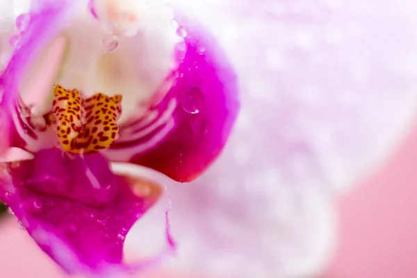 Piękny kwiat orchidei makro. Streszczenie rozmyte naturalne tło. Lekkie kwitnące kwiaty z kroplami wody. — Zdjęcie stockowe