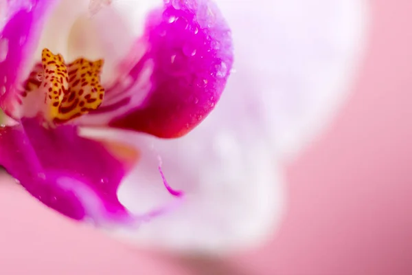 Mooie Macro Orchidee Bloem. Abstracte wazige natuurlijke achtergrond. Lichte broze bloesems met waterdruppels. — Stockfoto