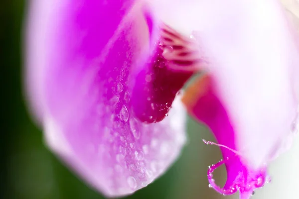 Piękny kwiat orchidei makro. Streszczenie rozmyte naturalne tło. Lekkie kwitnące kwiaty z kroplami wody. — Zdjęcie stockowe