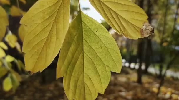 Podzimní Javorové Listy Vítr Padající Listí Říjnu Krásné Zlaté Listy — Stock video