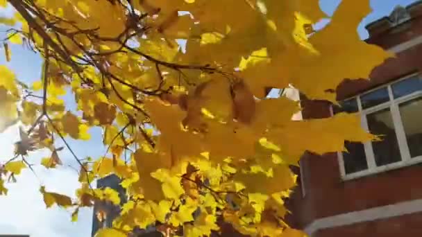 Autumn Maple Leaves Wind Falling Foliage October Beautiful Golden Leaves — Stock Video