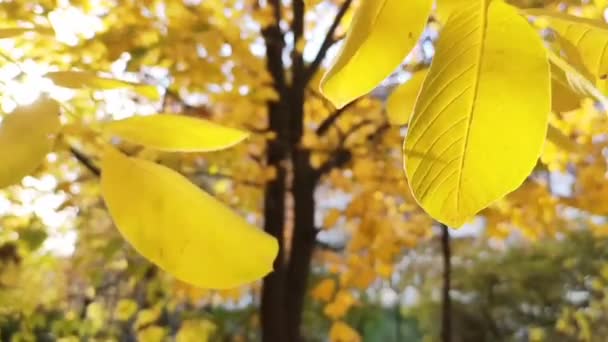 Jesienne Liście Klonu Wiatr Spadające Liście Październiku Piękne Złote Liście — Wideo stockowe