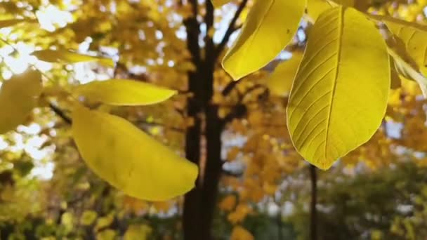 Jesienne Liście Klonu Wiatr Spadające Liście Październiku Piękne Złote Liście — Wideo stockowe