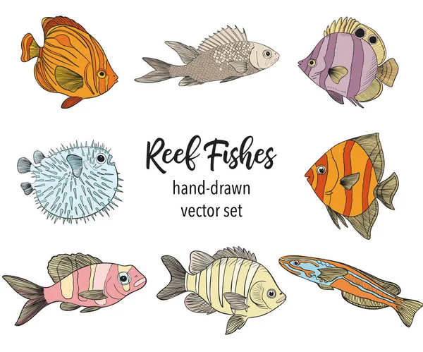 Hand Drawn Reef Tropical Fishes Sea Ocean Animals Vector Clip — Stock Vector