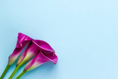 Güzel Çiçekli Daire Düzen 'i kurun. Sunum için Minimal Çiçek Çerçevesi, Sosyal Medya, Tebrik Arkaplanı. Yüksek kalite fotoğraf