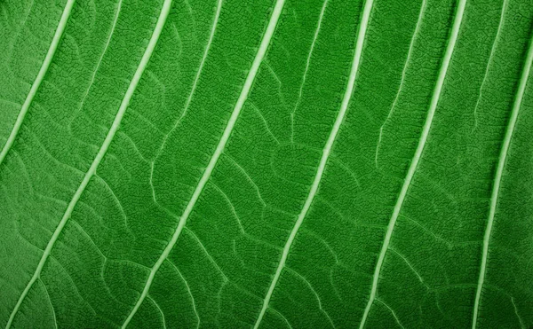 Концепция Природы Крупный План Зелёного Листа Свежесть Капель Воды Естественная — стоковое фото