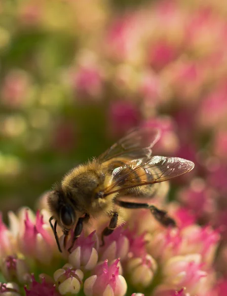 Honey Bee at Work — Stock Photo, Image