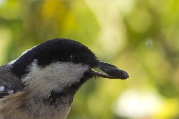 Carbone Tit — Foto Stock