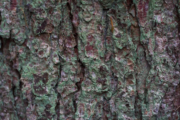 Bark close up — Stock Photo, Image