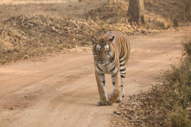 Kabini 'deki Kadın Cesur ve Vahşi Kaplan Nagarhole Ulusal Parkı, Karnataka, Hindistan