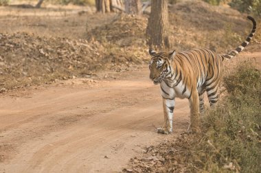 Kabini 'deki Kadın Cesur ve Vahşi Kaplan Nagarhole Ulusal Parkı, Karnataka, Hindistan