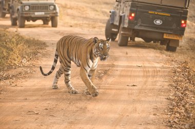 Kabini 'deki Kadın Cesur ve Vahşi Kaplan Nagarhole Ulusal Parkı, Karnataka, Hindistan