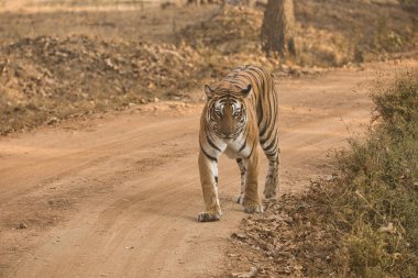 Kabini 'deki Kadın Cesur ve Vahşi Kaplan Nagarhole Ulusal Parkı, Karnataka, Hindistan