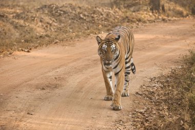 Kabini 'deki Kadın Cesur ve Vahşi Kaplan Nagarhole Ulusal Parkı, Karnataka, Hindistan