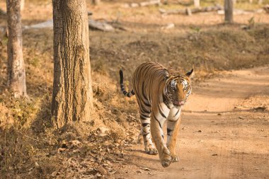 Kabini 'deki Kadın Cesur ve Vahşi Kaplan Nagarhole Ulusal Parkı, Karnataka, Hindistan