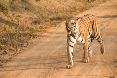 Kabini 'deki Kadın Cesur ve Vahşi Kaplan Nagarhole Ulusal Parkı, Karnataka, Hindistan