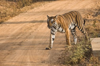Kabini 'deki Kadın Cesur ve Vahşi Kaplan Nagarhole Ulusal Parkı, Karnataka, Hindistan