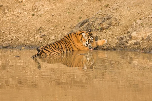 Perempuan Berani Dan Ganas Tiger Minum Air Waterbody Kabini Nagarhole — Stok Foto